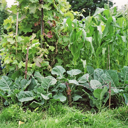 allotments 20