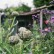 allotments 12